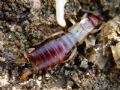 Guanchia pubescens